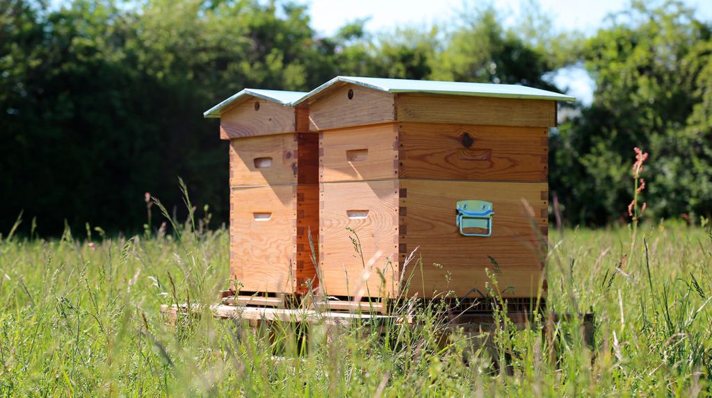 Transport ruche au jardin